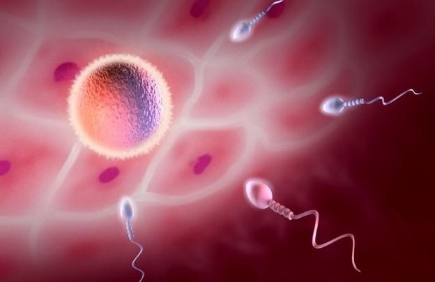 Тест на овуляцию – что это такое и как делать тест на овуляцию Тест на овуляцию – что это такое и как делать тест на овуляцию