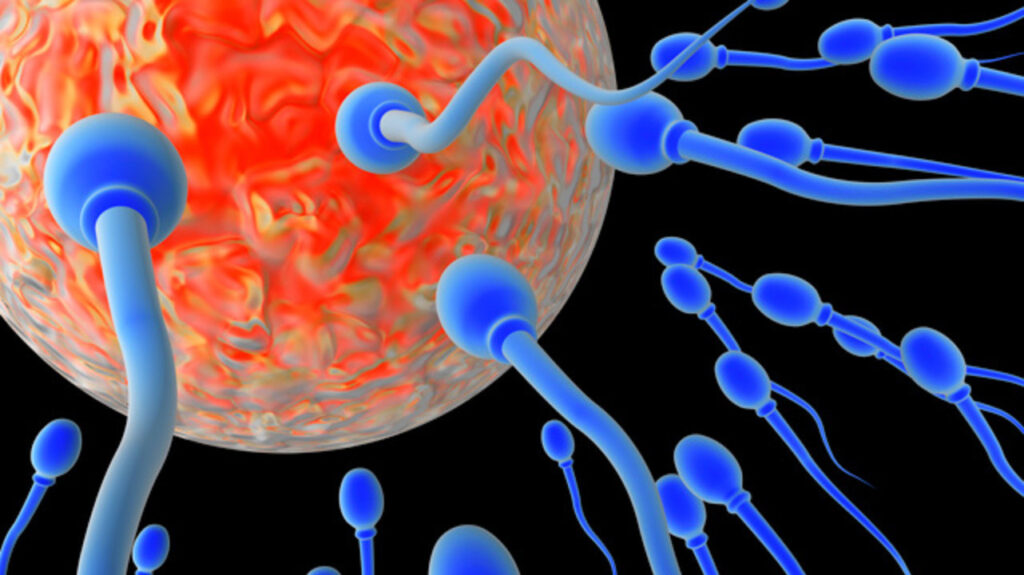 Fertility window2